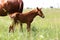 Summer landscape with one weeks old little foal