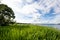 Summer landscape overgrown bank of the russian volga river on a sunny day