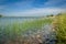 summer landscape. overgrown grass coast of the lake. shallow water with rocks on the bottom and grass