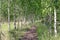 Summer landscape. Path in the birch copse