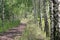 Summer landscape. Path in the birch copse