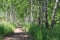 Summer landscape. Path in the birch copse