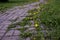 Summer landscape with pathway through yellow dandelion field. Bright summer feeling in rural road. Wild flowers blooming