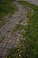 Summer landscape with pathway through yellow dandelion field. Bright summer feeling in rural road. Wild flowers blooming