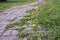 Summer landscape with pathway through yellow dandelion field. Bright summer feeling in rural road. Wild flowers blooming