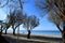 Summer landscape of Peraia, Thessaloniki, Greece. Tamarisk trees on the beach.