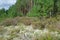 Summer landscape with pine forest