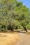 Summer landscape with pine trees, Greece.