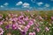 Summer landscape with pink wildflowers