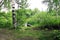 Summer landscape pond and trees