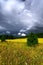 Summer landscape with rain clouds. Planted yellow field. Green c