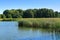 Summer landscape, reed on the bank of the lake