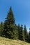 Summer landscape of Rhodope Mountains near Snezhanka peak and ski resort Pamporovo, Smolyan Region, Bulgaria