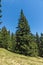 Summer landscape of Rhodope Mountains near Snezhanka peak and ski resort Pamporovo, Smolyan Region, Bulgaria