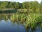 Summer landscape. River. Lots of green grass.