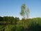 Summer landscape. River. Lots of green grass.