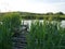 Summer landscape. River. Lots of green grass.