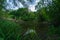 Summer landscape river in the woods