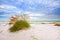 Summer landscape with Sea oats and grass dunes