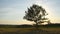 Summer landscape with shining sun through tree