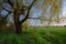 Summer landscape showing old willow tree on the meadow at dusk