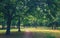 Summer landscape showing walkway through forest on sunny day