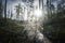 Summer landscape in the Siberian taiga. Cobweb in dewdrops at dawn in a coniferous forest