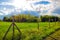 Summer landscape. sky with clouds and green field of grass. Green grass field and blue sky with white clouds. Beatiful field on