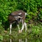 Summer landscape with a small goat on the river bank, a goat looking at a passing boat