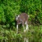 Summer landscape with a small goat on the river bank, a goat looking at a passing boat