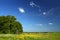 Summer landscape with small woods