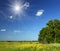 Summer landscape with small woods