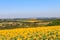 Summer landscape with sunflower fields, hills and blue sky