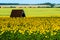 Summer landscape: sunflowers field