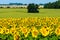 Summer landscape: sunflowers field