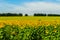 Summer landscape: sunflowers field