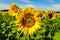 Summer landscape: sunflowers field