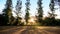 Summer landscape at sunrise. pine trees growing in a field and s