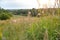 Summer landscape at sunset of the day. Forest, field, horizon. Natural versatile background. Selective focus, copy space