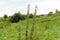 summer landscape, tall flowering nettle plant in the foreground,  sky with clouds