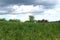 Summer landscape before a thunderstorm, green field with wild yellow flowers, trees, dark sky with rain clouds, weather change