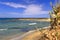 Summer landscape.Torre Guaceto Nature Reserve: Pancratium maritimum, or sea daffodil. BRINDISI Apulia-ITALY-