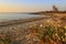 Summer landscape.Torre Guaceto Nature Reserve: Pancratium maritimum, or sea daffodil. BRINDISI Apulia-ITALY-Mediterranean maquis