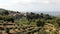 Summer landscape in Tuscany, around the town of Panzano, olive groves and vineyards, Chianti, Italy