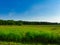 Summer Landscape View of Prairie Meadow Along Forest Line