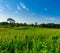 Summer Landscape View Prairie Meadow with Vibrant Green Foliage ng