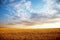 Summer landscape - wheat field