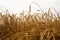 Summer landscape of wheat field. Ripe cereals field. Golden spikelets of ripe wheat close up