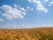 Summer landscape wheat field white clouds blue sunny sky, Poland