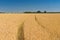 summer landscape with wheat fieldsnear farmstead in central Ukraine